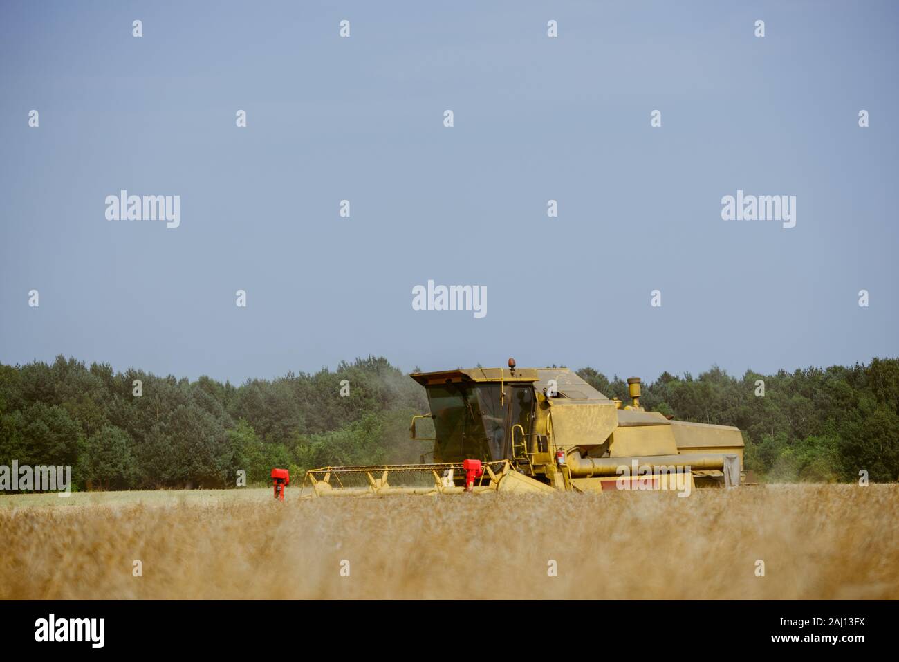 Combine harvesting the rape field at summer Stock Photo - Alamy