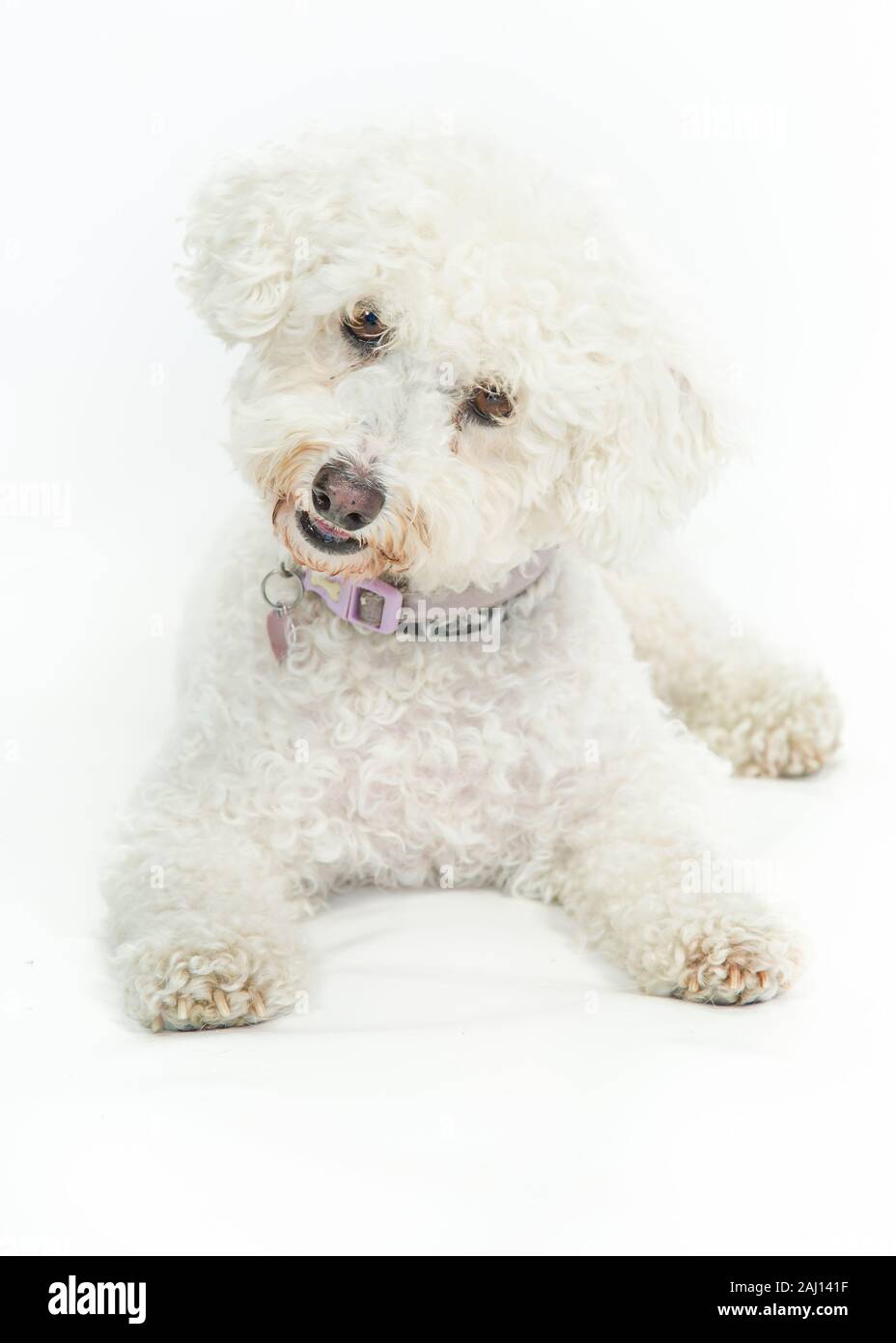 Bichon Frise Dog  Sitting & Laying on White Background Stock Photo