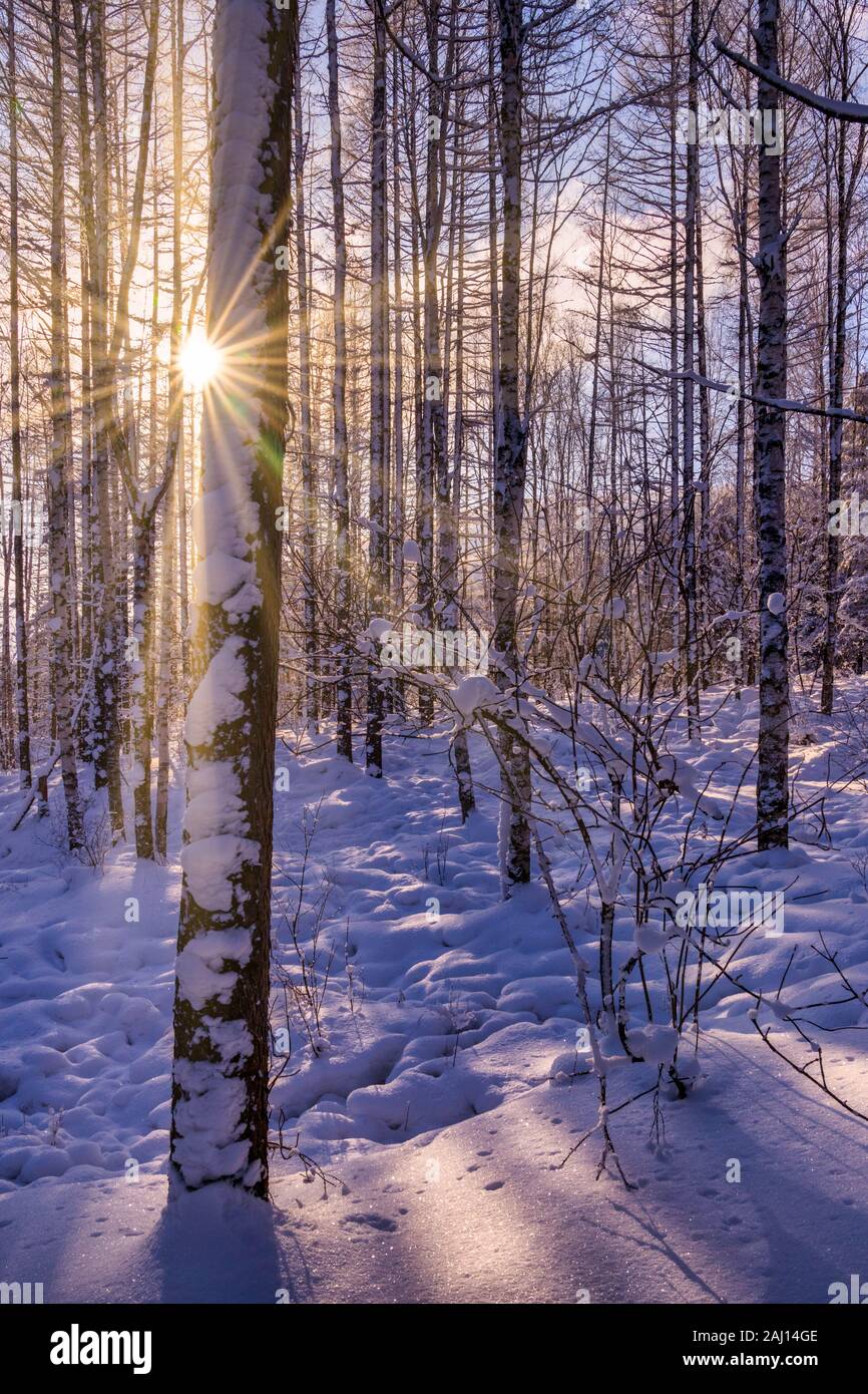 Sunstars and sunrays peeking through the gaps in the frost and snow covered tree trunks during winter Stock Photo