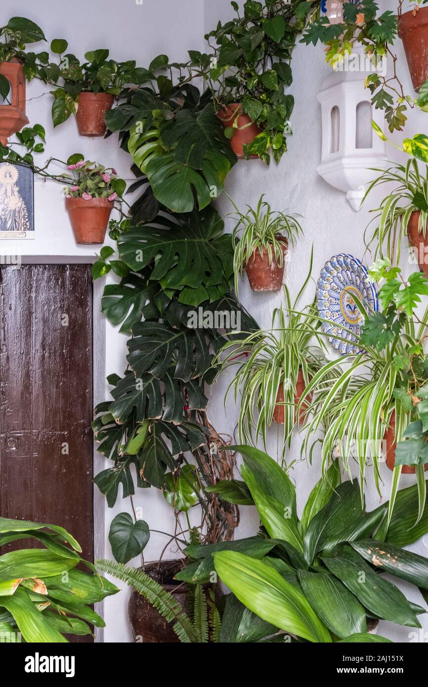 Monstera deliciosa potted hi-res stock photography and images - Alamy