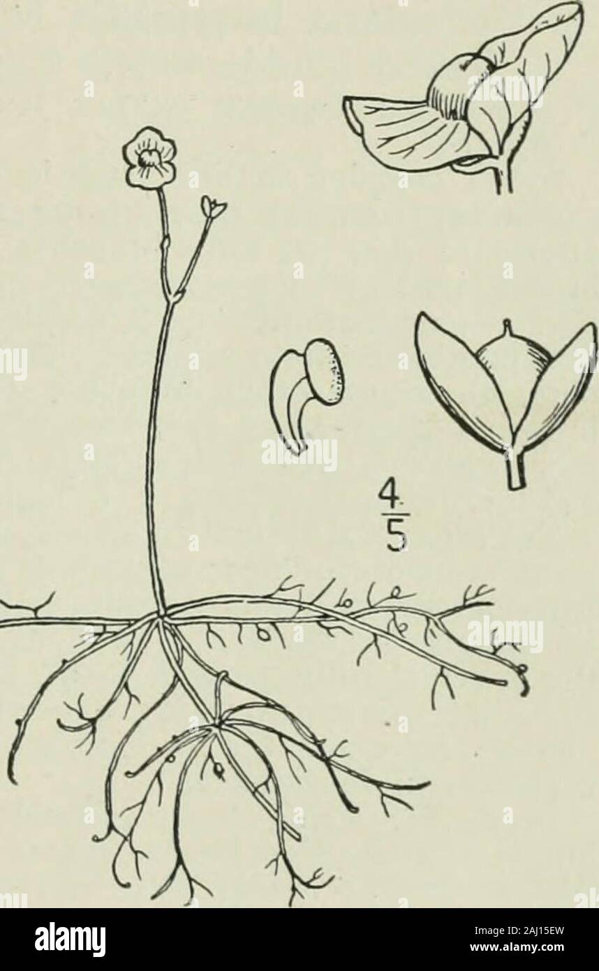 An illustrated flora of the northern United States, Canada and the British possessions : from Newfoundland to the parallel of the southern boundary of Virginia and from the Atlantic Ocean westward to the 102nd meridian . 2. Utricularia pumila Walt. Two-floweredlUadderwort. Fig. 3862. Utricularia pumila Walt. Fl. Car. 64. 1788. Utricularia biflora Lam. HI. i : 50. 1791. U. longirostris LeContc; Ell. Bot. S. C. & Ga. i: 21. 1816.U. macrorhyncha Barnh. Bull. Torr. Club 25: 515. 1898. Stems creeping on the bottom in shallow water,radiating from the base of the scape; leavesalternate, dichotomously Stock Photo