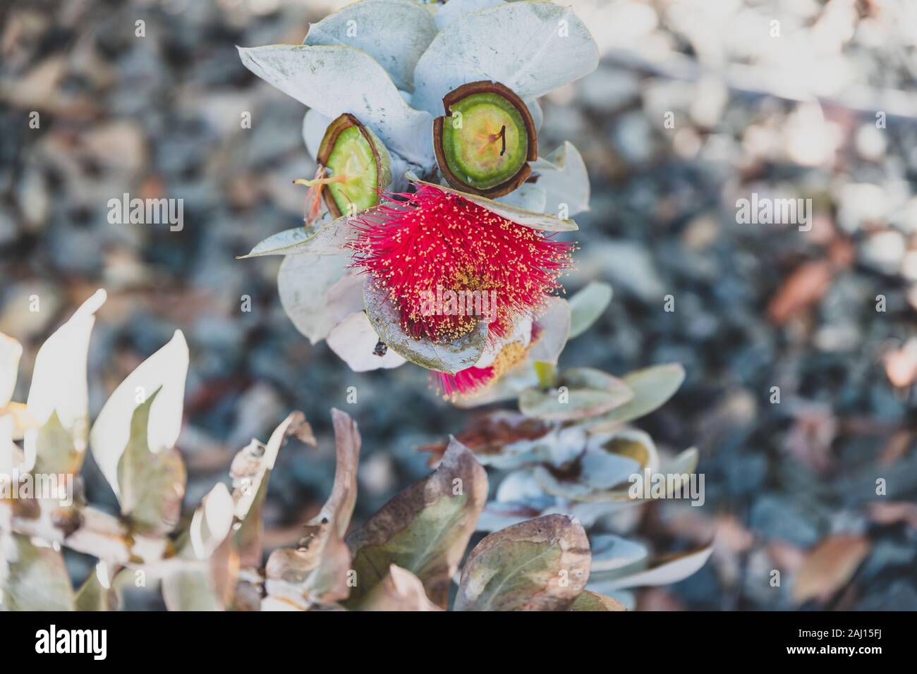 eucalyptus rhodantha rose mallee plant with red flower shot at shallow depth of field on a sunny summer day in Perth, Australia Stock Photo