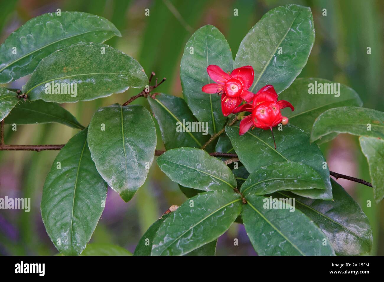 Ochna is a genus comprising 86 species of evergreen trees, shrubs and shrublets belonging to the family Ochnaceae. Stock Photo