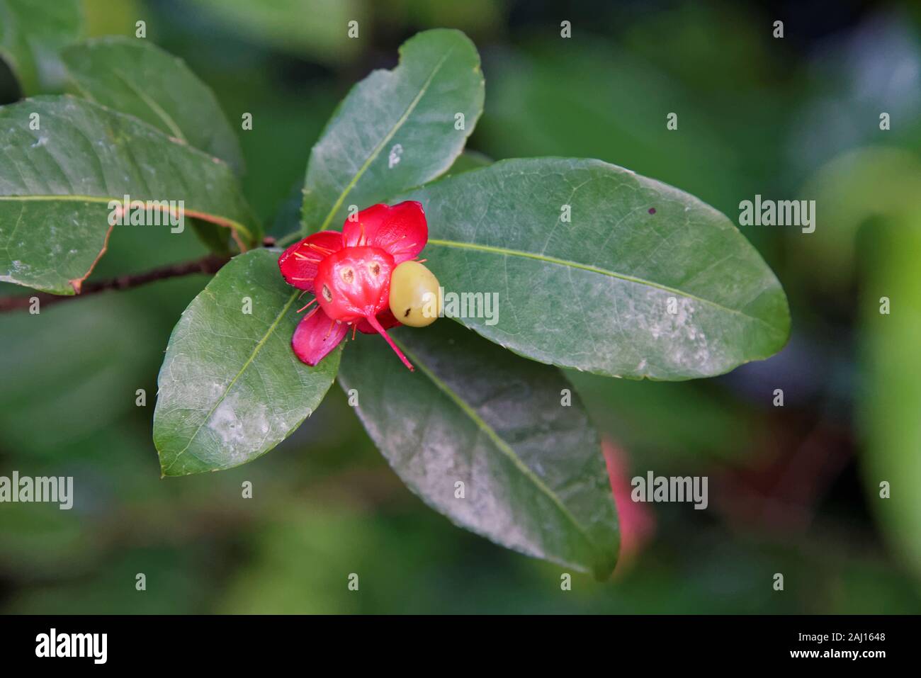 Ochna is a genus comprising 86 species of evergreen trees, shrubs and shrublets belonging to the family Ochnaceae. Stock Photo