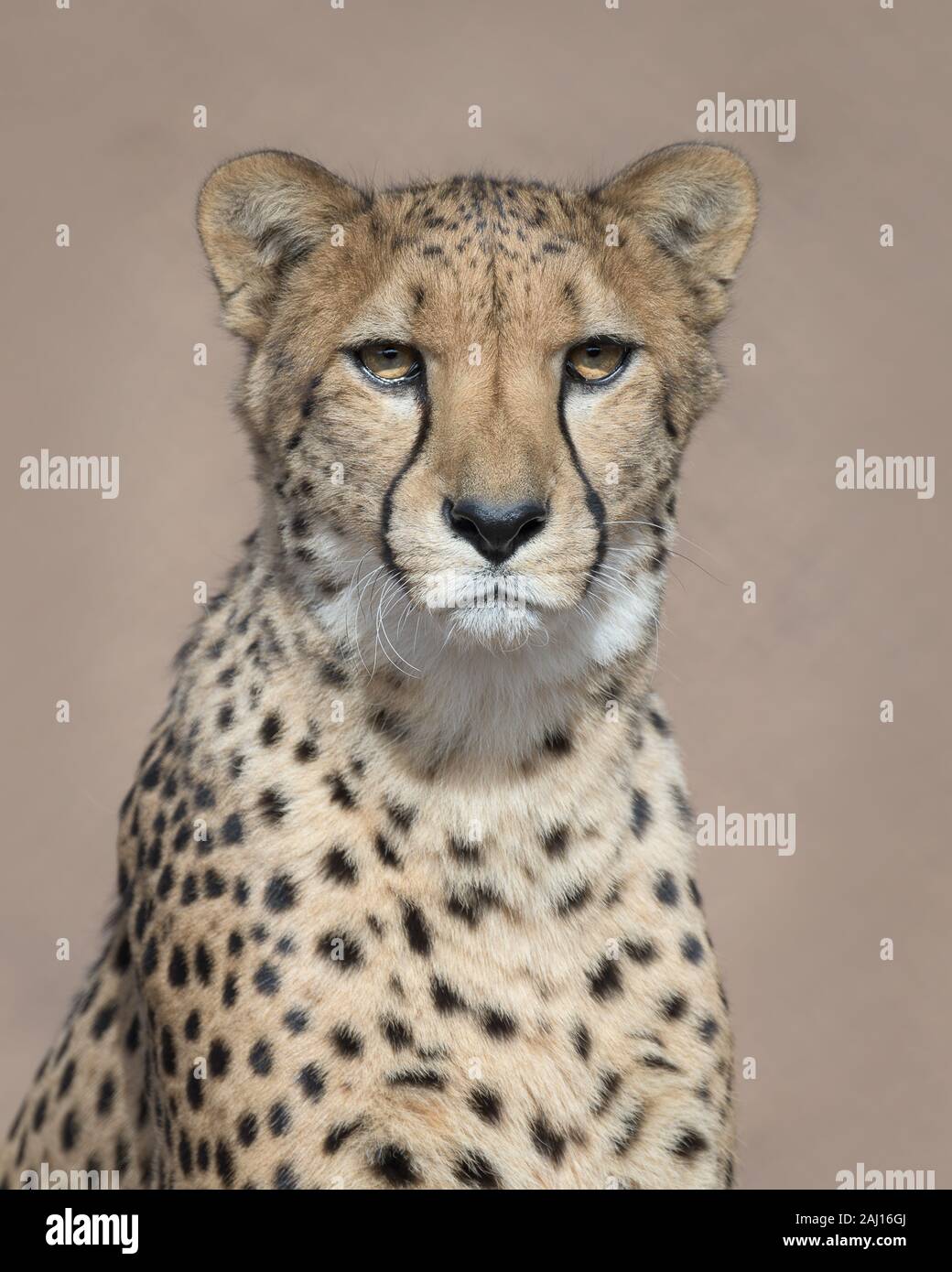 Cheetah (Acinonyx jubatus jubatus) closeup portrait against smooth brown background Stock Photo - Alamy Cheetah (Acinonyx jubatus jubatus) closeup portrait against smooth brown background Stock Photo - Alamy
