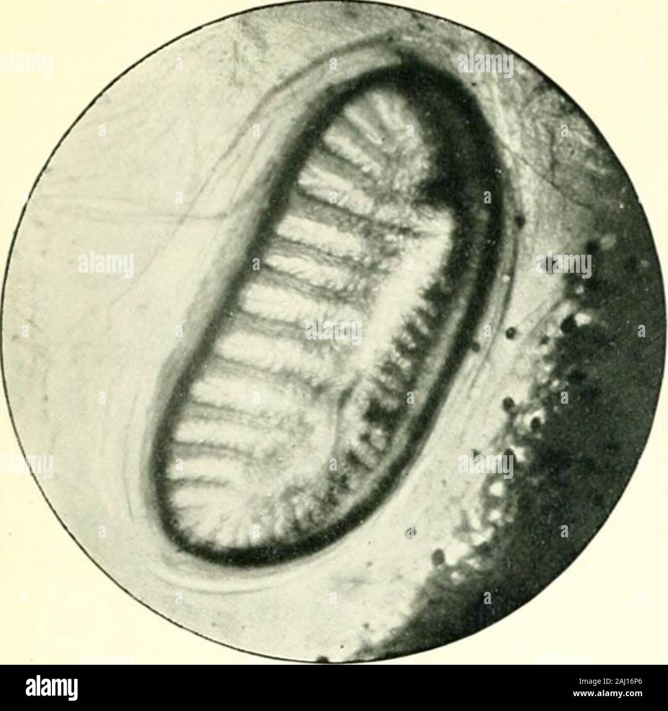 Aorta Insect Insects : their life-histories and habits . function is almost wholly ...