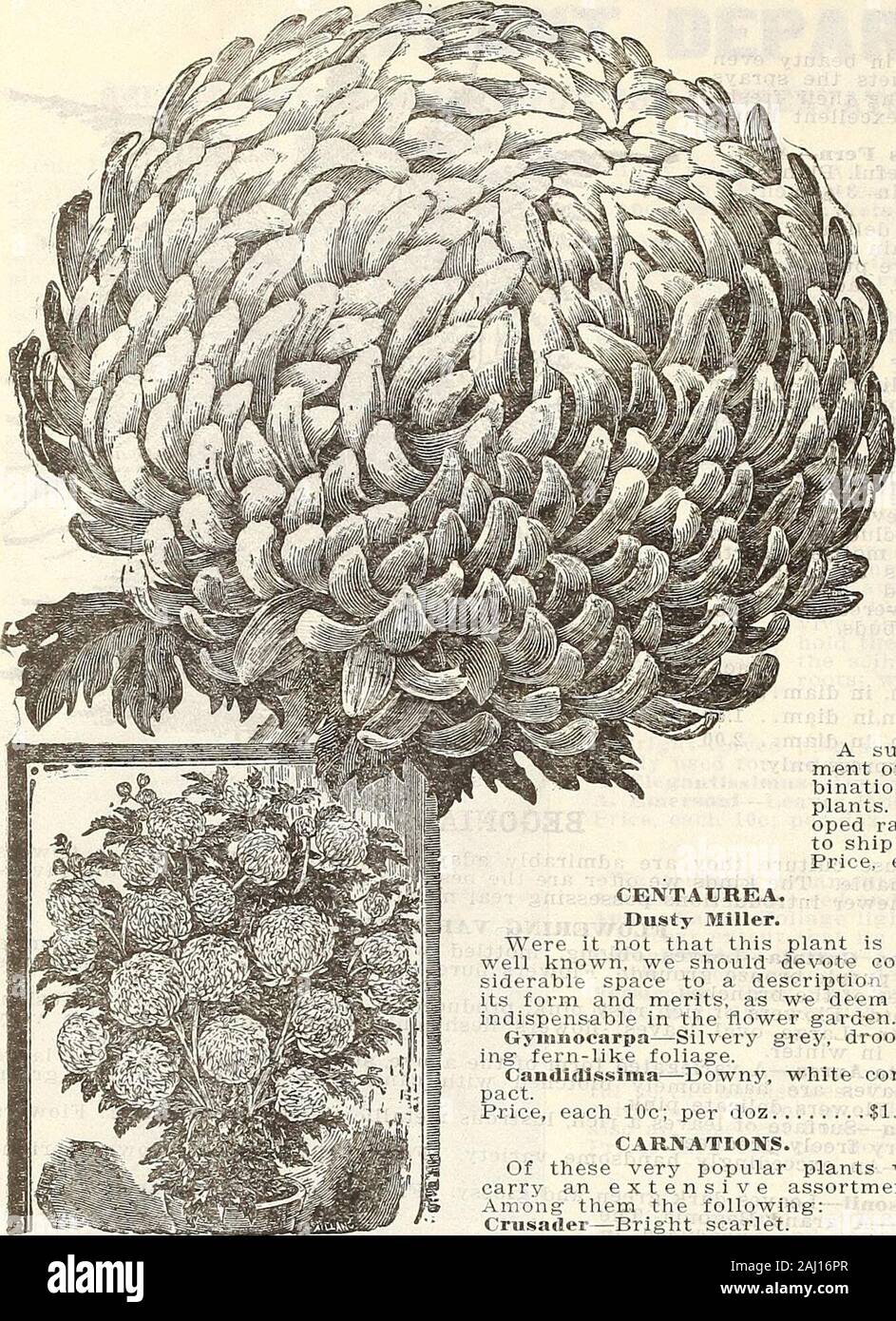 Farm and garden annual : spring 1907 . 90 CURRIE BROTHERS COMPANY, MILWAUKEE, WIS.. TIL ul INlLKVLD (.HKlbANlHEMIjM CINERARIA MARITIMA. Also known as Dusty Miller.Silvery foliage; excellent forrlbbon borders or for edgingbeds. Price, each 10c; perdcz $1.00 Stock Photo