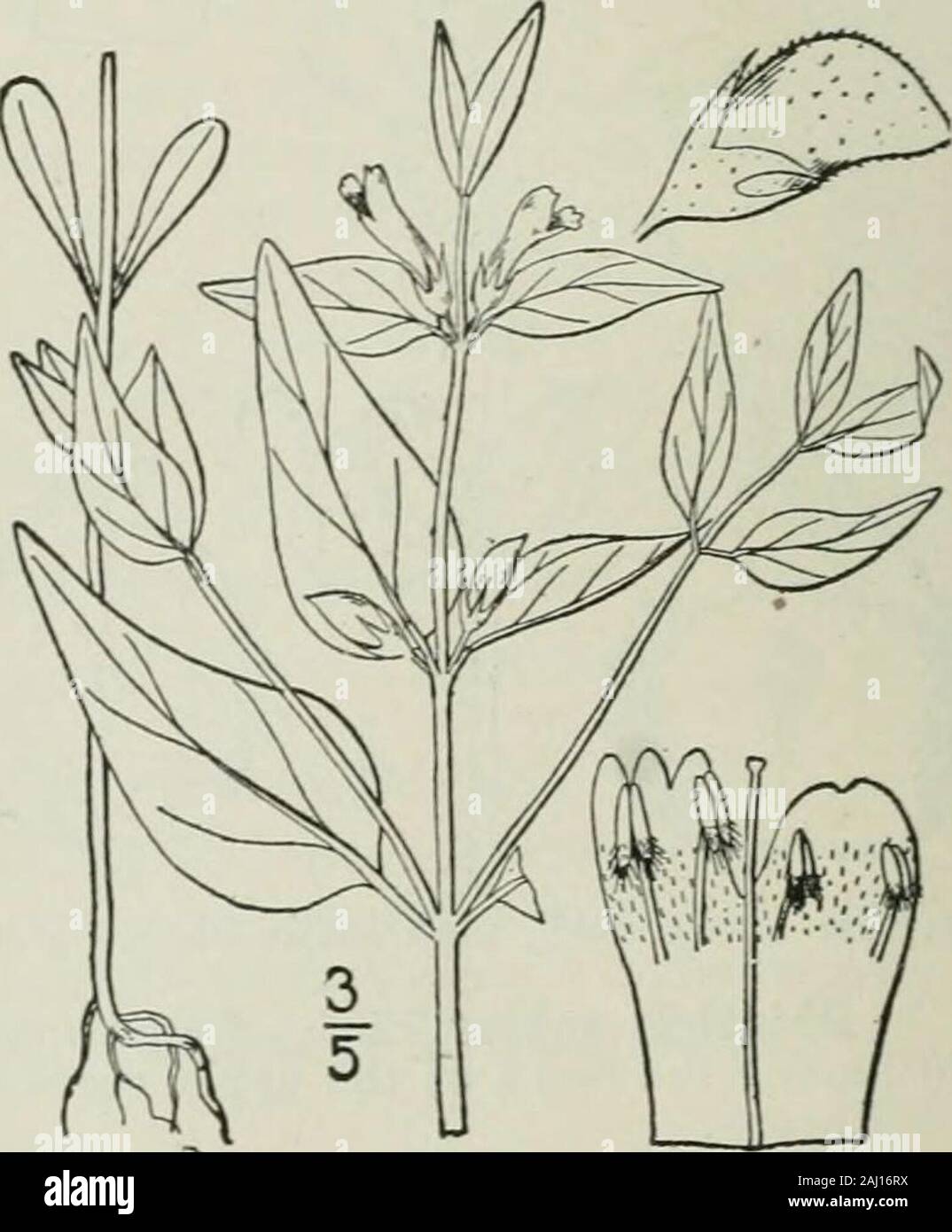 An illustrated flora of the northern United States, Canada and the British possessions : from Newfoundland to the parallel of the southern boundary of Virginia and from the Atlantic Ocean westward to the 102nd meridian . 2. Melampyrum latifolium ^luhl. Broad-leaved Cow-Wheat. Fig. 3857. Melampyrum latifolium Muhl. Cat. 57. 1813. Similar to the preceding, widely branched, i°-i2°high ; but the leaves all entire, short-petioled, the lowestsmall, spatulate, obtuse, the middle ones lanceolate orovate, acuminate, narrowed .at the base, 2-3 long, thefloral ovate or ovate-lanceolate, shorter, acute, m Stock Photo