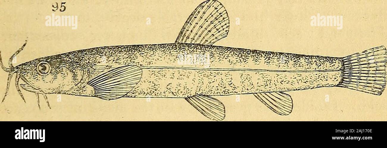 The natural history of fishes, amphibians, & reptiles, or monocardian animals . e genera. THE COBITID^, OB LOACHES. 361 not belong to them ; and although we are not pre-pared, at present, to adduce equally conclusive evidencethat the loaches are excluded from the Salmonidte, ourinvestigations, as we have shown, have been carriedsufficiently far to render such a supposition highly im-probable. The viviparous nature of the Cobitidoe ne-cessarily carries with it certain peculiarities in thegenerative organs, not necessary, indeed, to be heredetailed; yet of great importance in determining therank Stock Photo