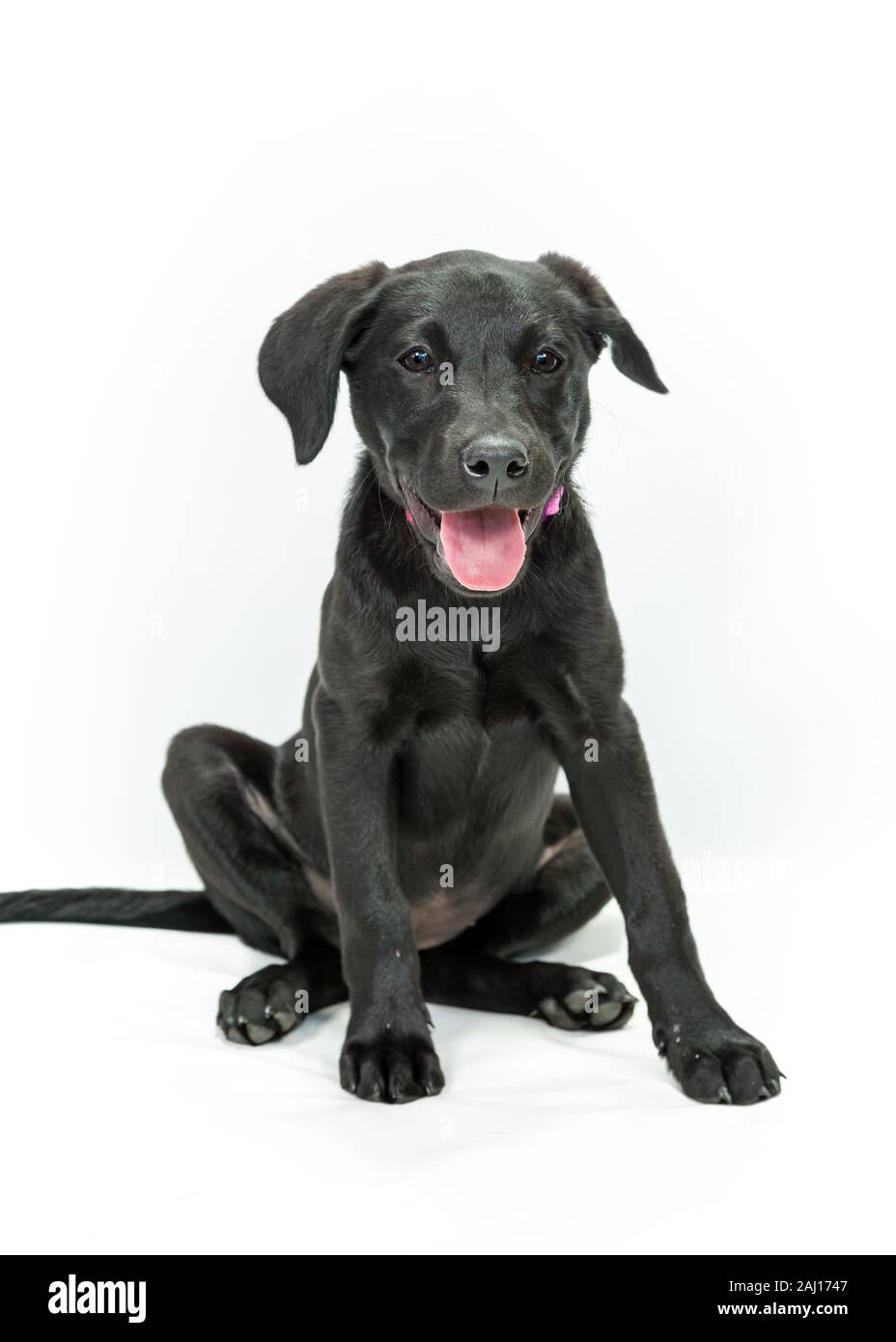 Black Labrador Puppy Dog Sitting Against White Background Stock Photo ...