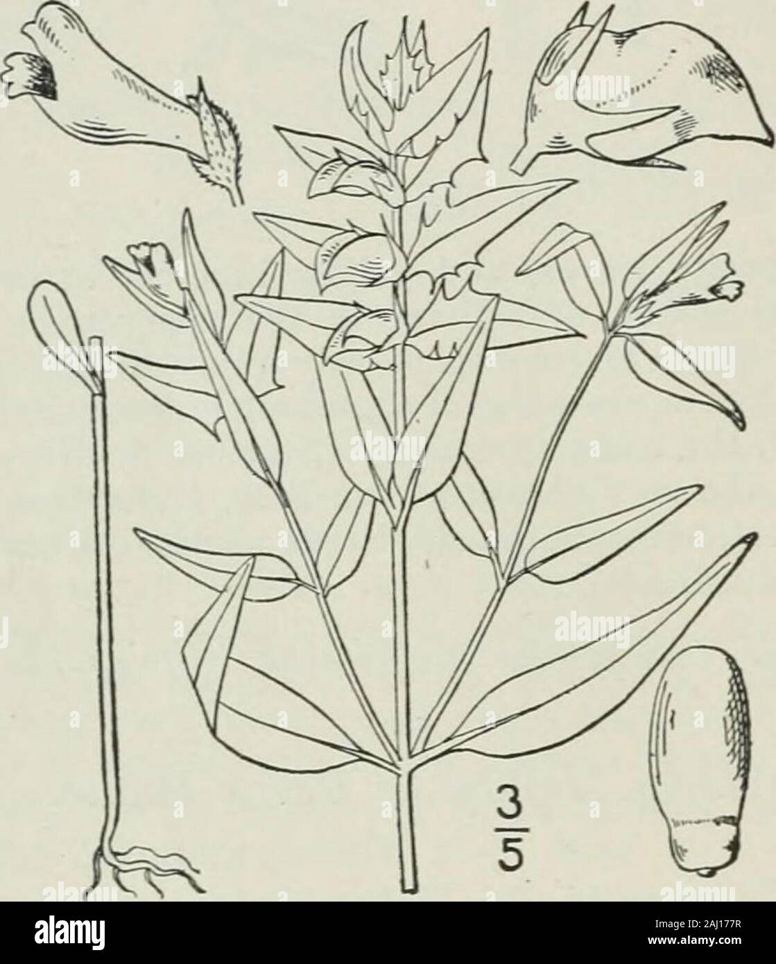 An illustrated flora of the northern United States, Canada and the British possessions : from Newfoundland to the parallel of the southern boundary of Virginia and from the Atlantic Ocean westward to the 102nd meridian . latifolium. I. Melampyrum lineare Lam. Narrow-leaved Cow-Wheat. Fig. 3856. Melampyrum liiieare Lam. Encycl. 4: 22. 1797.AI. americanuni Michx. Fl. Bor. Am. 2: 16. 1803. Puberulent; stem slender, obscurely 4-sidedabove, at length widely branched, 6-ii° high.Leaves lanceolate or linear-lanceolate to ovate,short-petioled, acuminate or acute at the apex,narrowed, obtuse, or the up Stock Photo