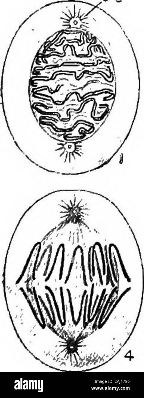 Transverse threads hi-res stock photography and images - Alamy