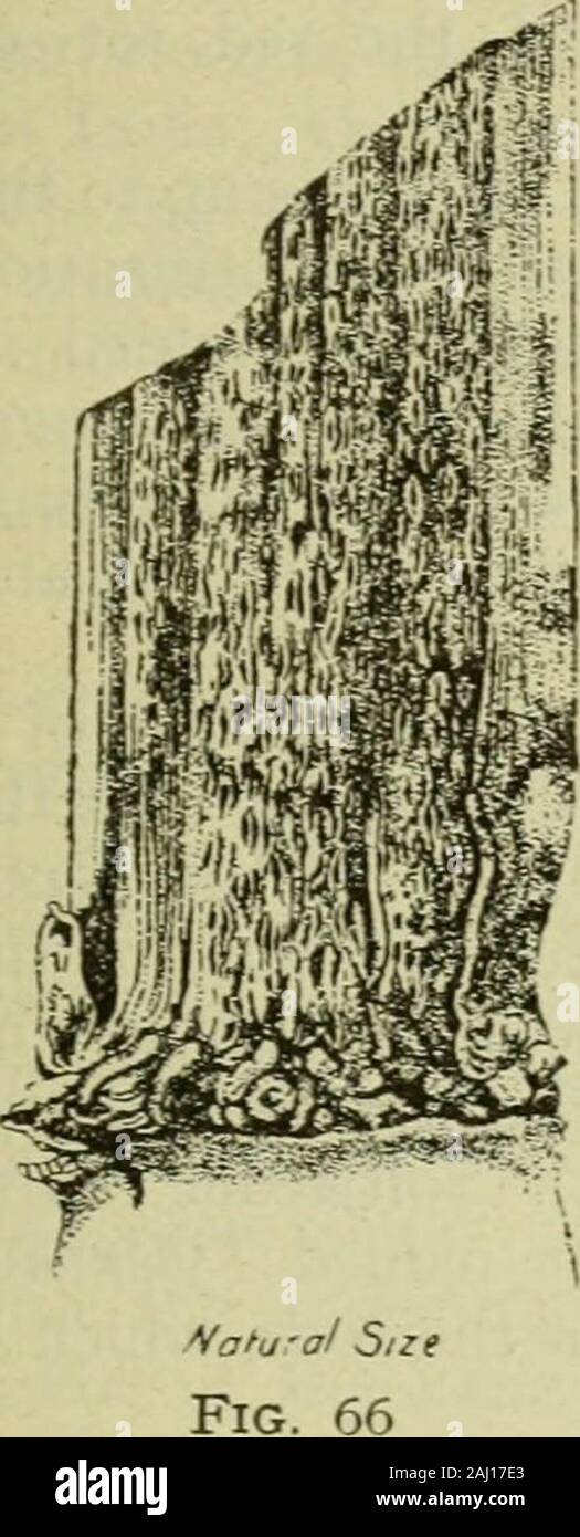 Cane sugar; a textbook on the agriculture of the sugar cane, the manufacture of cane sugar, and the analysis of sugar-house products . aginisque sacchari officinarum India. THE PESTS AND DISEASES OF THE CANE 167 Figs. 68 and 69 show, after Butler, a piece of cane infected with thisdisease and also thespores. Nedria laurentiana (Marchal).—Stroma somewhat broad, convex, superficial1-2 m.m. diam. seated on a hyaline slender cottony, evanescent, at first free, laterconfluent white parenchyma ; perithecia densely caespitose, globose or ovoid, 250-350niicrons diam., strongly rugulose, even subsquamu Stock Photo