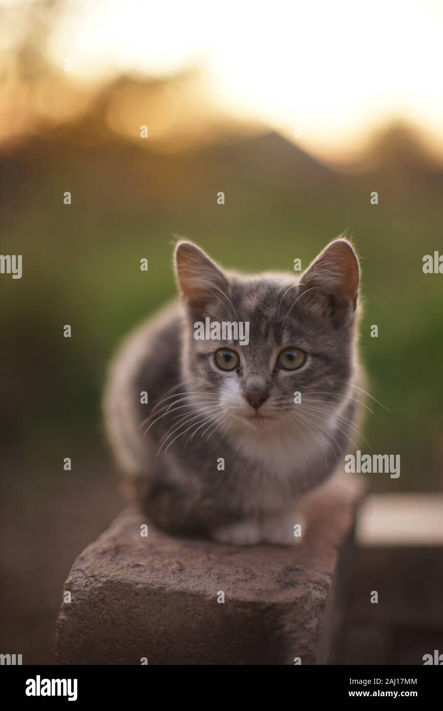little kitten sits in the garden on the bricks, cat relax Stock Photo ...