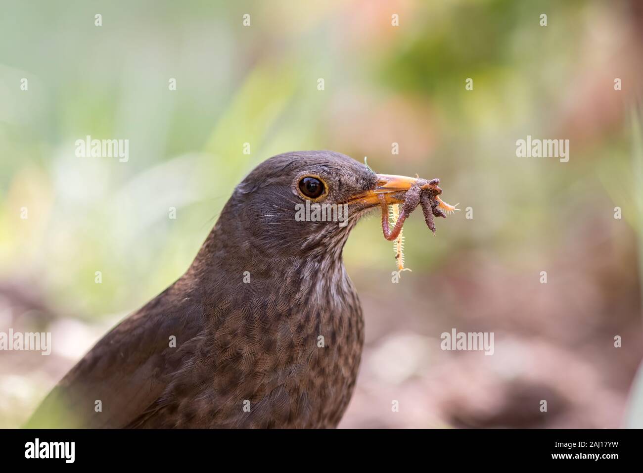 Female blackbird (Turdus merula). Garden bird with beak full of insects and worms. Close-up of foraging parent animal collecting food. Stock Photo