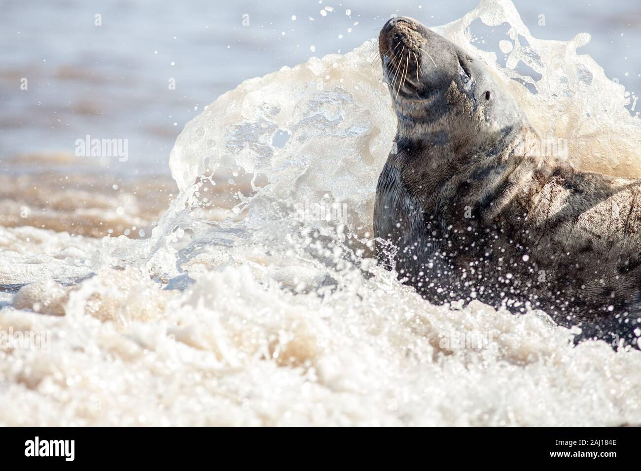 Battling the elements. Seal with sea water splashing over the face. Fresh clean seawater wave breaking over animal on the shore. Coastal marine wildli Stock Photo
