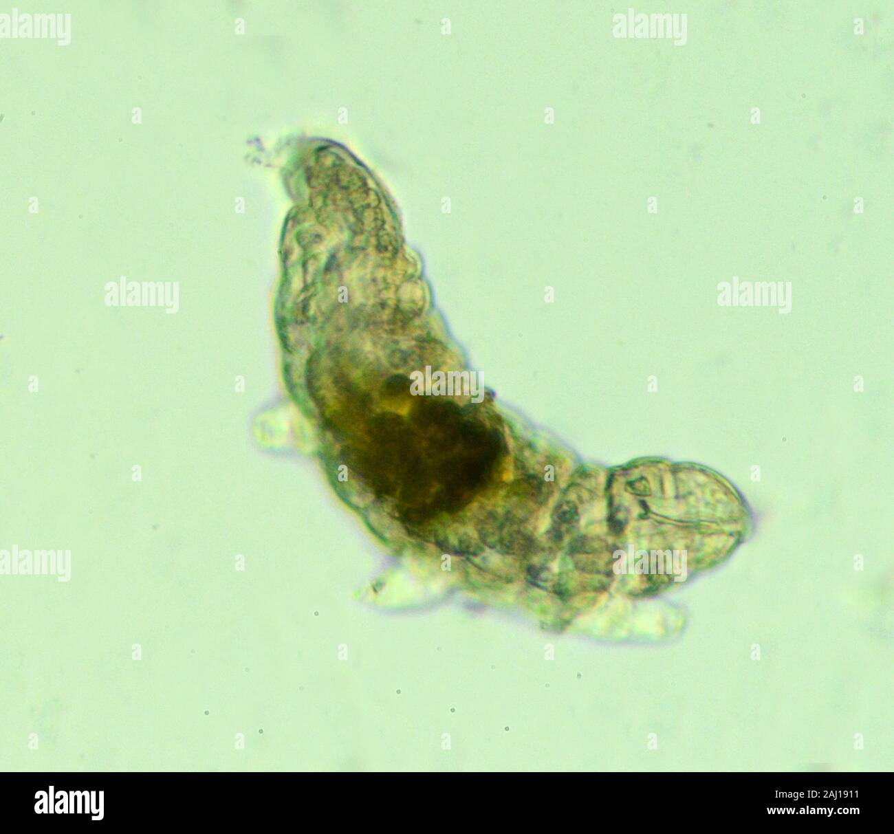 Tardigrades Colloquially Water Bears Moss Piglets Moss Micro 