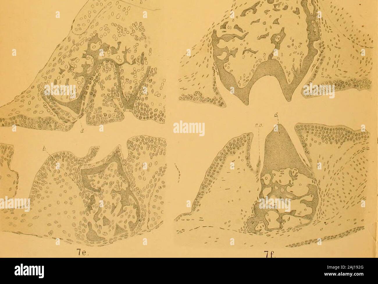 Quarterly journal of microscopical science . 7c Stock Photo - Alamy