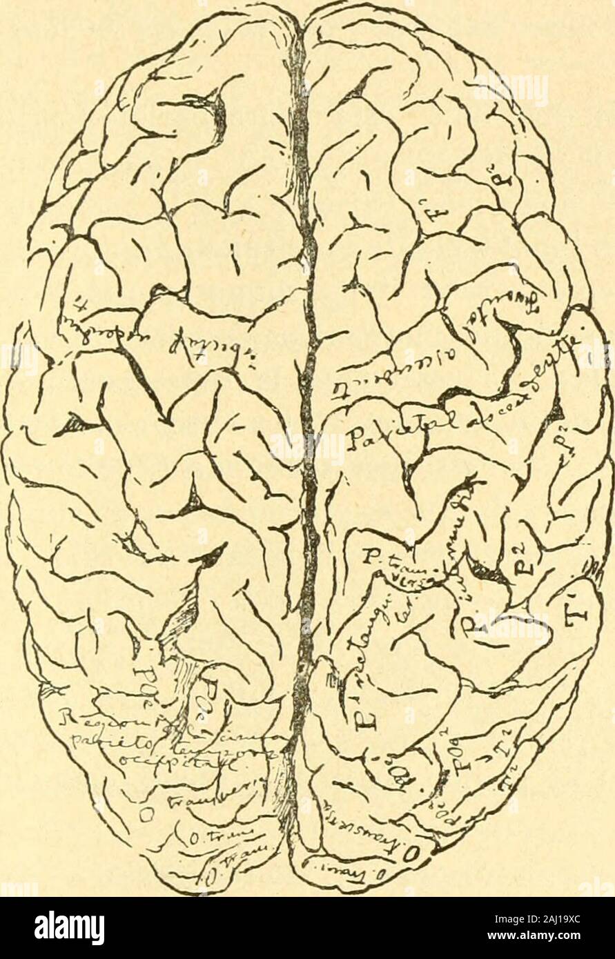 Anales de la Sociedad Española de Historia Natural . osa (cuatro por 60). La existeucia de las diversas config-uraciones que acabo deindicar se explica perfectamente, ya por la forma de orig-en deF^, F^, F P^ y P^, que modifica la forma de Fa y de Pa, yapor la disposicion morfolog-ica peculiar de Fa y Pa, que pue-den ofrecer diferente anchura en distintos puntos de su tra-yecto. Tambi^n es notable, por el examen de lasobservaciones ex-puestas, que el ang-ulo rolando-sagital no tiene siempre unv6rtice coincidiendo con la parte media del borde superior delhemisferio; ig-ualmente, tanto la comis Stock Photo