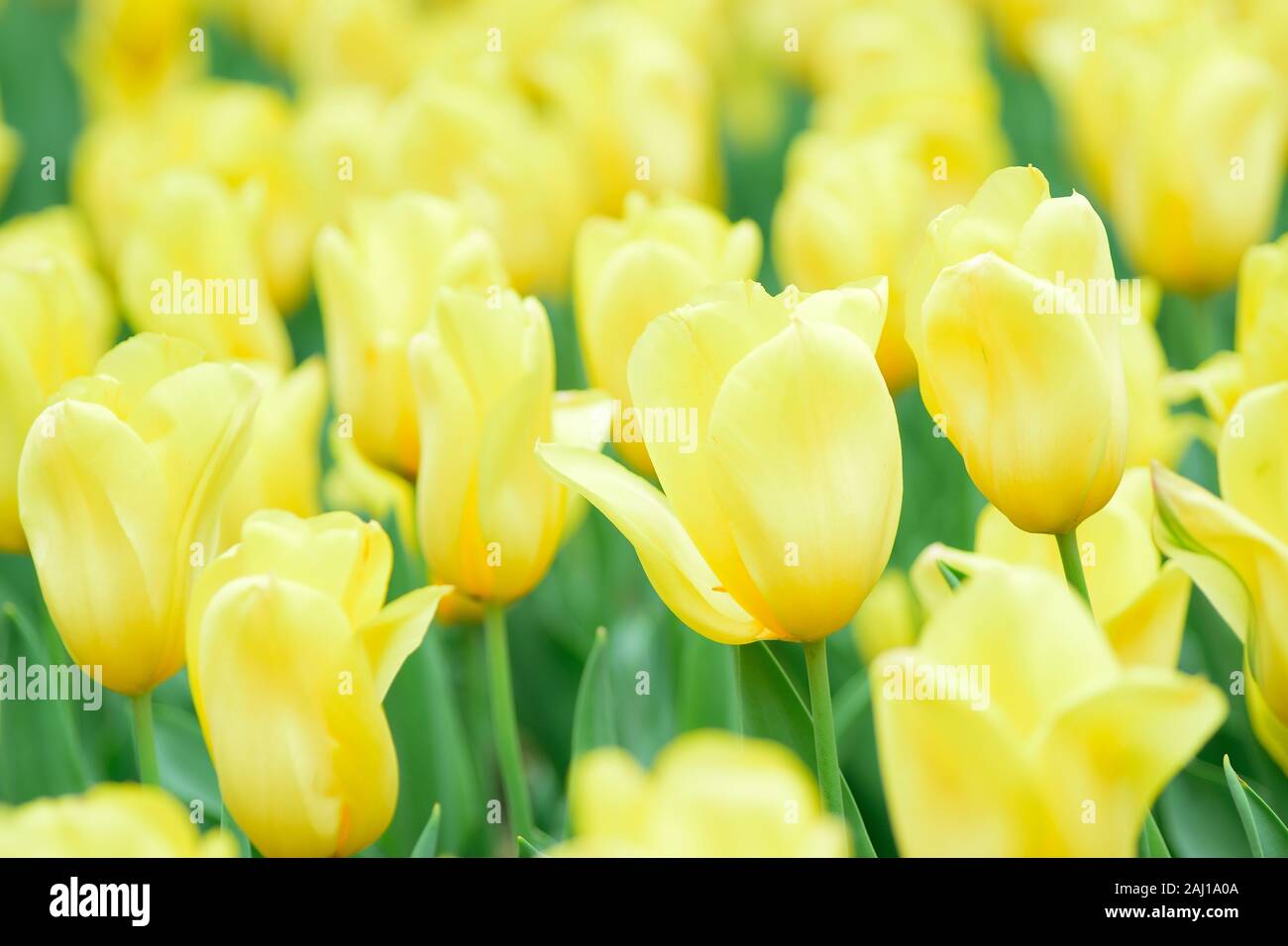 Macro details of Yellow Tulip flowers in garden Stock Photo - Alamy