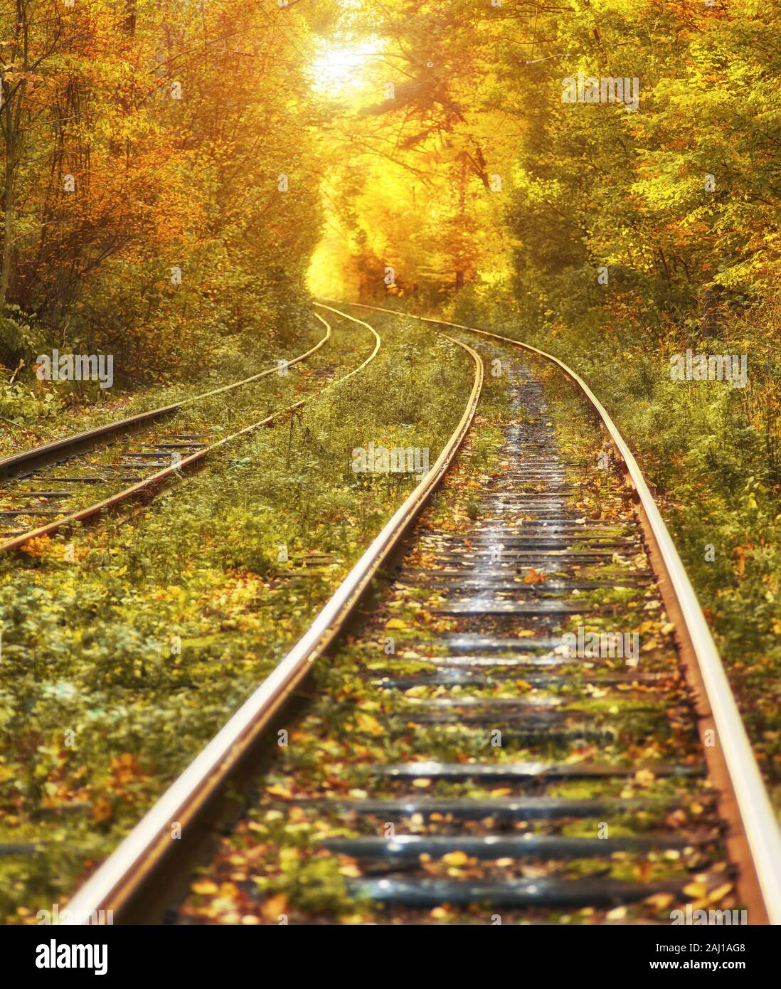 Abandoned Railway Under Autumn Colored Trees Tunnel Golden Leafs Falling Down Stock Photo Alamy
