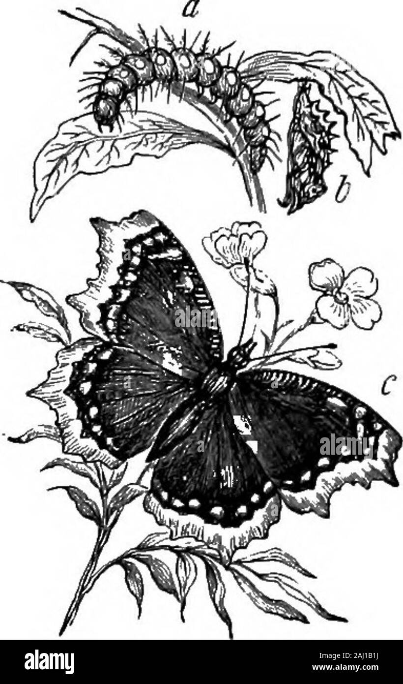 Butterfly Survey Cut Out Stock Images & Pictures - Alamy