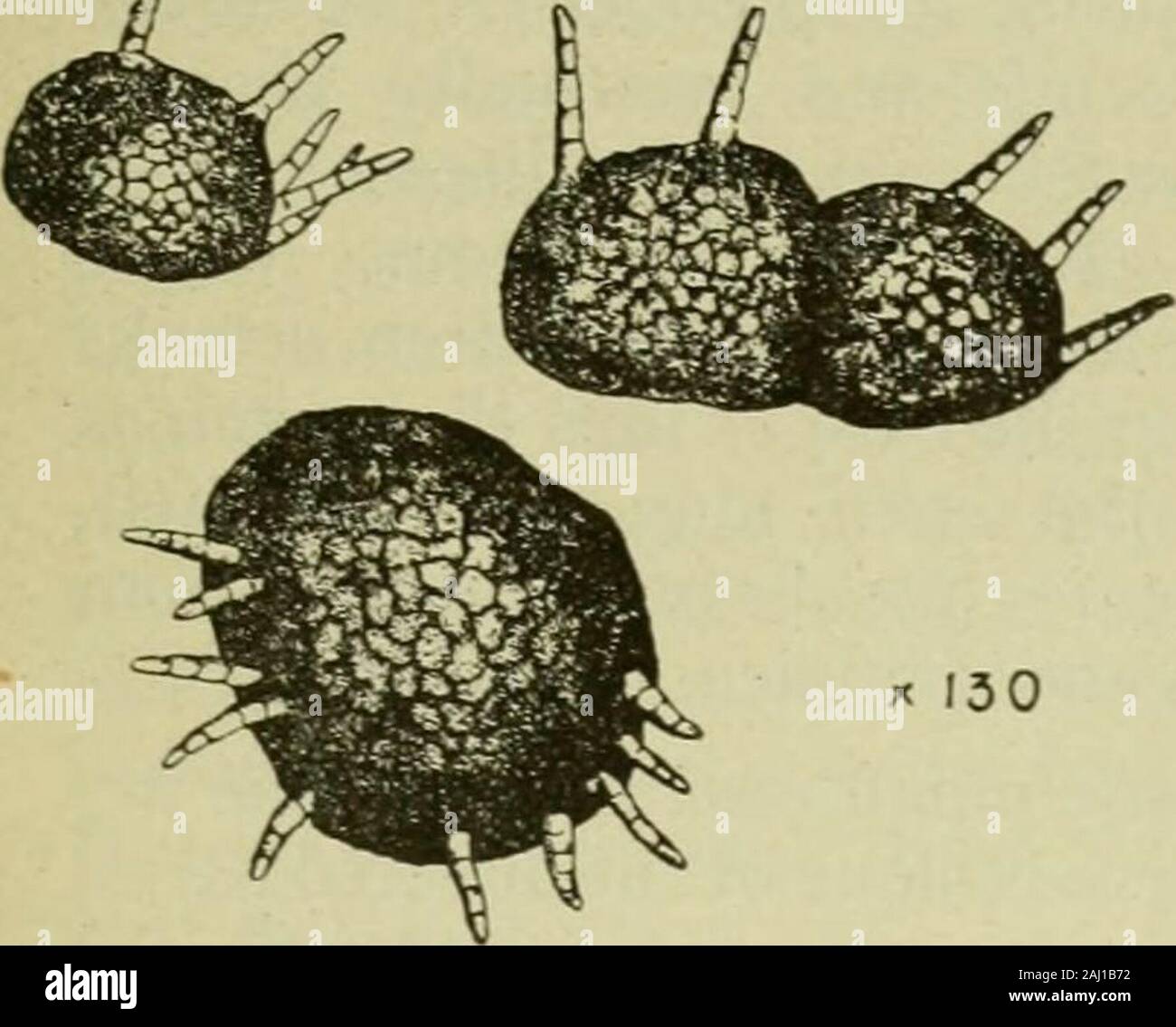 Cane sugar; a textbook on the agriculture of the sugar cane, the manufacture of cane sugar, and the analysis of sugar-house products . Fig. 48 Fig. 49 eventually becomes black. In Fig. 48 are shown the spores after Kriiger.Their length is from 19-6 to 40 microns, with an average of 25-2 microns,and with a breadth of 7 microns. The disease has been reported from Java,British Guiana, Porto Rico, Santo Domingo, Cuba, Jamaica, Louisiana andIndia. Black Spot of the Leaf Base. ^ Cercospora acerosum (Dickoff and Hein).—Thisdisease causes a blackening of the leaf base. The spores, shown in Fig. 49, TH Stock Photo