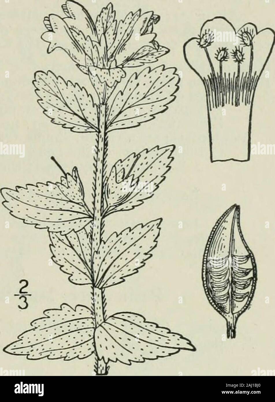 An illustrated flora of the northern United States, Canada and the British possessions : from Newfoundland to the parallel of the southern boundary of Virginia and from the Atlantic Ocean westward to the 102nd meridian . or ovoid, loculicidally dehiscent, several-many-seeded. Seeds horizontal, striate, or ribbed. [Named for John Bartsch, a Prussianbotanist, died 1738.] About 6 species of the northern hemisphere. Only the following is known to occur in NorthAmerica. Type species : Bartsia viscosa L. I. Bartsia alpina L. Alpine Bartsia.Fig. 3844. Bartsia alpina L. Sp. PI. 602. 1753. Perennial by Stock Photo