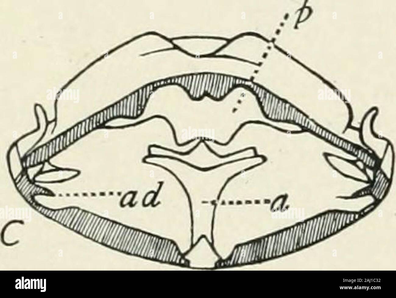 Entomology : with special reference to its biological and economic aspects . e of the internal organs.The tentorium of the head has al-ready been referred to. In thethorax three kinds of chitinous in-growths may be distinguished ac-cording to their positions : (i) phrag-mas, or dorsal projections; (2)apodemes, lateral; (3) apophyses,ventral. The phragmas (Fig. 59)are commonly three large plates,pertaining to the meso- and meta-thorax, and serving for the originof indirect muscles of flight inLepidoptera, Diptera, Hymenopteraand other strong-winged orders. Theapodemes are comparatively small in Stock Photo