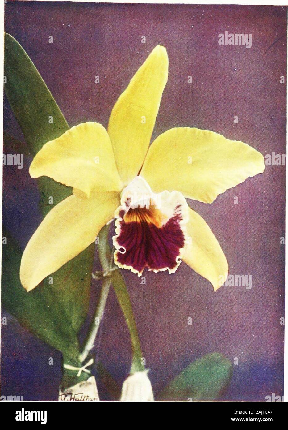 Orchids for everyone . anthina), L.-c. Astoria (C GaskelUana xZ. xanthina also known as Z.-f. ZTow. Afr/ Astor and Z.-c.Yellow Prince; L.-c. Baden Powellii (C. Lawrenceana y.Z. tenebrosd)., L.-c. Ballii (C. Schrcedera x Z. cinnabarind).,L.-c. BELLA (C labiata x Z. purpurata), L.-c. Boylei (C TrianaX Z. anceps L.-c. Bryan (C. GaskelUana x Z. crispa L.-c.Cappei (C Warscewiczii x Z. cinnabarina), L.-c. Choletiana(C. Mossia X Z. superbiens a very interesting, beautiful, andfree-flowering hybrid, with most likeness to the Lslia parent;L.-c. Clive (C. Dowiana x Z. pumila L.-c. Clonia (C. ^^r-sc Stock Photo