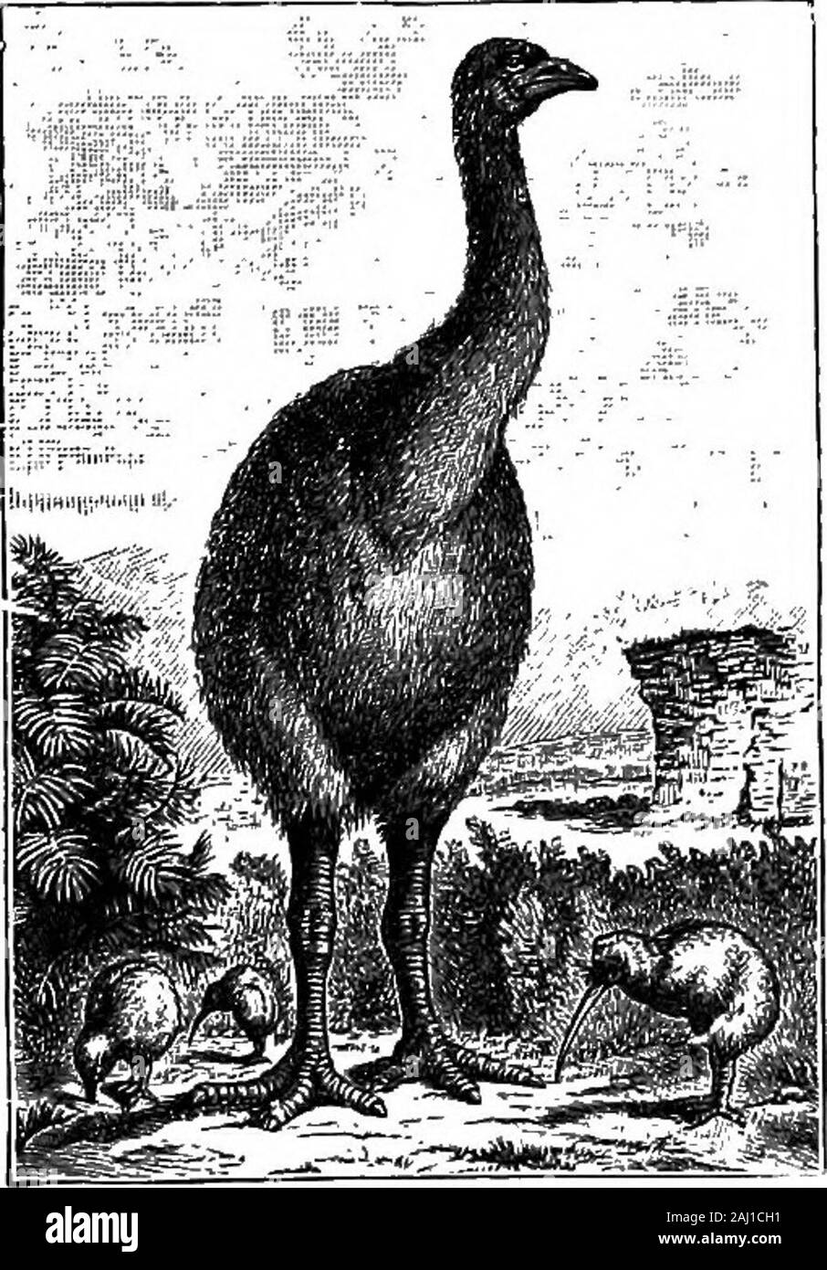 Outlines of zoology . which there isa close (placental) union between the unborn embryo and itsmother, e.g. Ungulates, Carnivores, Monkeys. BIRDS. {b) Metatheria, Didelphia, or Marsupials—the prematurely bearing,usually pouch-possessing kangaroos, opossums, etc. (c) Prototheria, Ornithodelphia, or Monotremes—the egg-layingduckmole (Orniihorhynchus), Echidna, and Proechidna. i^ 1^ —,- -*? -— V  •*^ % *^tA ^^ ^B^^^^l ^ ?^^ ^^^^^&W ^ kI Fig. 2.—Phenacodus, a primitive extinct Mammal.—After Cope. Birds. —There can beno hesitation as to theclass which ranks next toMammals. For Birds arein most Stock Photo