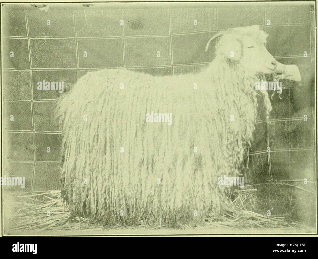 The angora and mohair industry in the Northwest; also a full report and proceedings of the Northwest Angora Goat Association held in Portland, Oregon, January 4-7, 1911 . James RiddellsTheir start in the Aneora business was in a part of the Shaw flock originally imported toOregon by Colonel Landrum. They con-tinued to use bucks of the Landrum strain inthis flock till the year 1902, when they gotpossession of the Harris tlock of pure bredTurkish Angoras, and began to use bucks fromthe latter flock on their original flock. The bucks from the Harris flock made abig improvement in the kids and wer Stock Photo