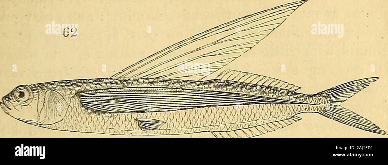The natural history of fishes, amphibians, & reptiles, or monocardian animals . between them ; although inone the teeth are highly developed, while in the otherthey are almost or altogether wanting. (250.) TheExoceti, or flying fish (Exoc, evolans Linn.,fig. 62.), however, are chiefly remarkable for the enormousdevelopment of their pectoral fins, by the aid of which theyare sustained in the air during a short time—when theyhave more the appearance of birds than of fish ; so that if * Esox belone Linn. The impropriety of calling this group by such aname as belone, need not be pointed out. M. Cu Stock Photo