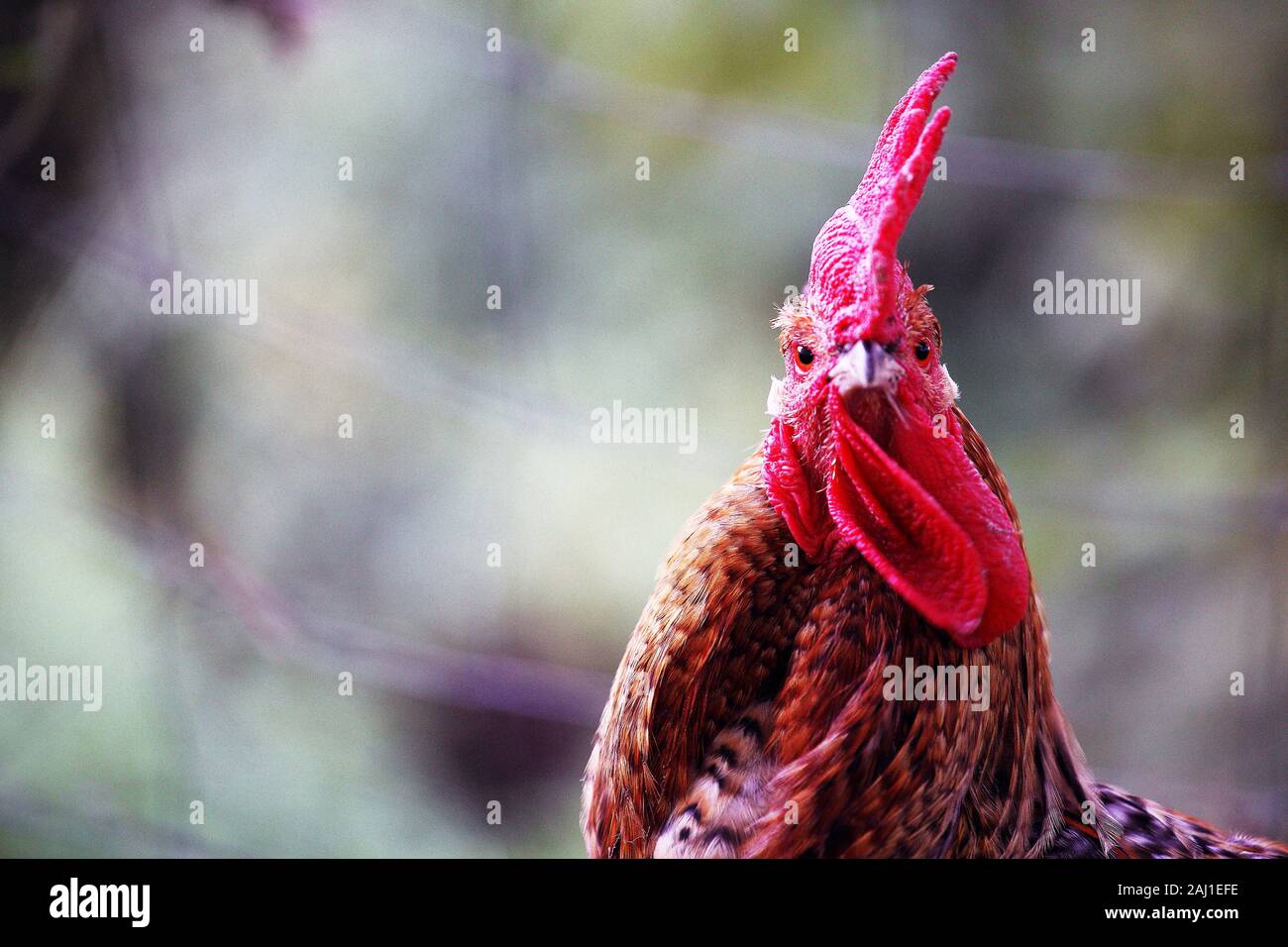 Poultry rooster with a very striking red crest Stock Photo