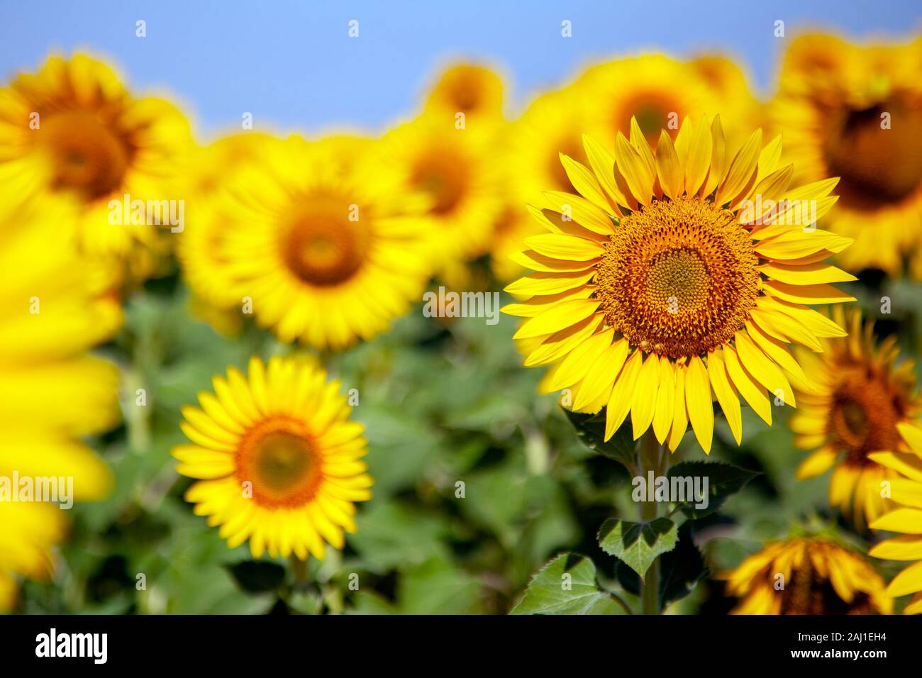 Plantation of sunflowers with a blue sky day Stock Photo
