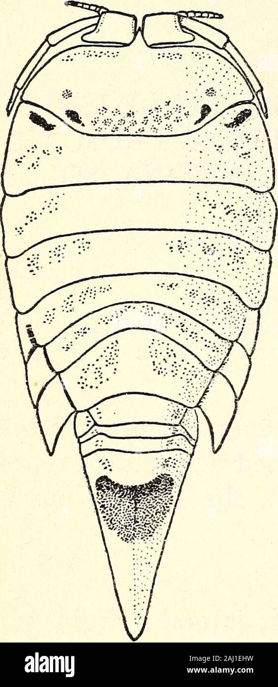 Marine isopods collected in the Philippines by the U.S fisheries steamer Albatross in 1907-08 . ept the first, fur-nished with distinct epimera. Seventh segment abruptly narrowerthan the sixth and not wider than the abdominal segments. Abdo-men composed of three segments, two short ones anterior to a longterminal segment. First pair of legs strongly prehensile, with pro-podus large and dilated. Four following pairs and seventh pairsimilar, with terminal joints furnished with long hairs; these legshave no dactylus. Sixth pair of legs much longer than the others,with the carpus and propodus elon Stock Photo