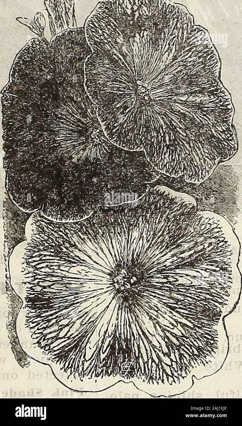 Farm And Garden Annual Spring 1907 Schizanthus Dwaef L Rge Flowbeed Hybeids Schizanthus Dwarf I Ai Ke Flowered Hybrids Few Annu Als Can Surpass In Beauty The Schizanthus So Much So That It Has Been Aptly
