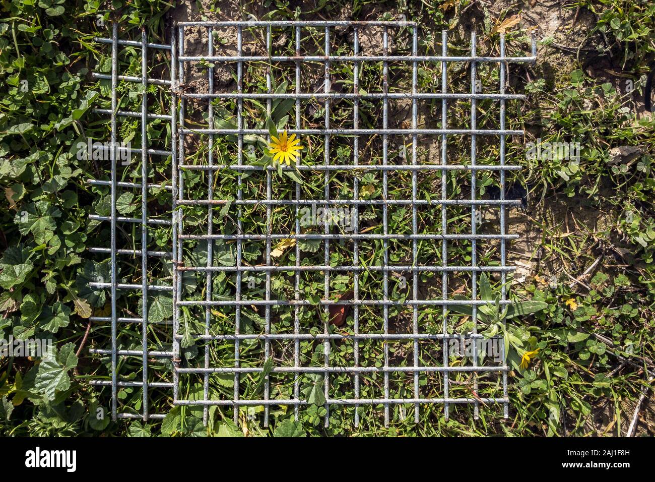 Flower coming out of a metallic net that crushes the area but the flower survives, Life makes its way. Stock Photo