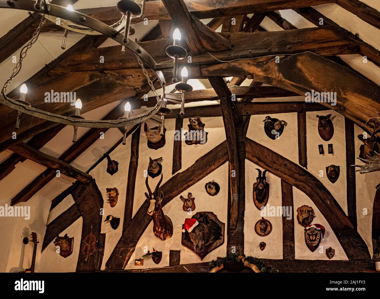 Taxidermy animal heads on wall in The House of the Trembling Madness, York,  UK Stock Photo - Alamy
