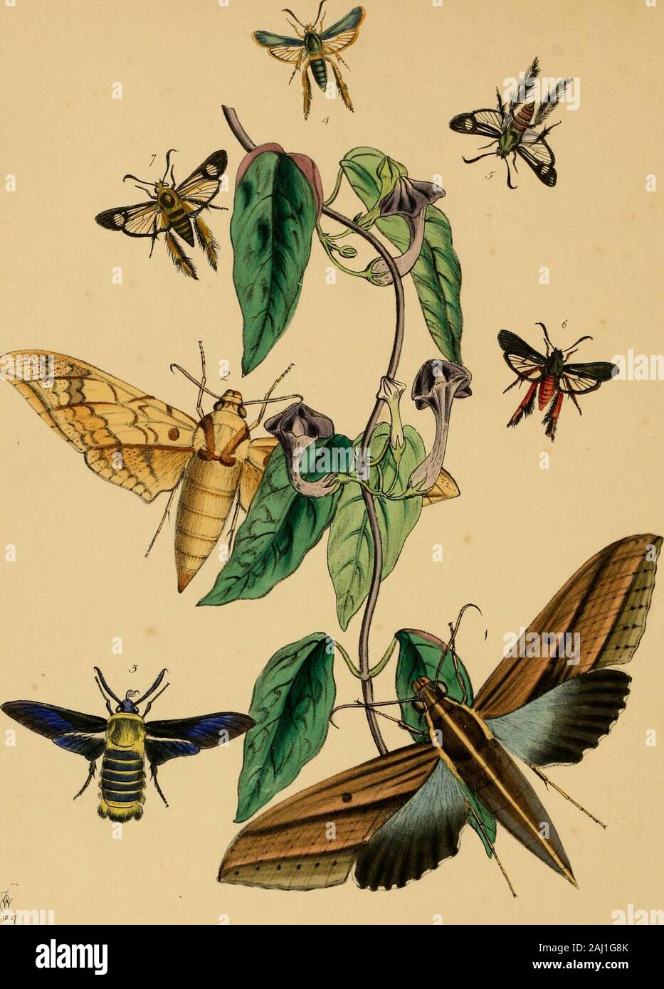 The cabinet of oriental entomology : being a selection of some of the rarer and more beautiful species of insects, natives of India and the adjacent islands, the greater portion of which are now for the first time discribed and figured . inch. Inhabits Assam. Communicated by Major F. Jenkins. FIGURE 9.SAPERDA (s—G. Nov.) BICOLOR. Westw. Saperda ? nigra, pronoto elytrisque coccineis, illo nigro-bimaculato, capite subrostrato, anteimis brevibus crassisarticulis 5 et reliquis serratis, pronoto conico truncato, lateribus inennibus ; elytris convexis apice rotundatis,pedibus bre%ibus simplicibus. S Stock Photo