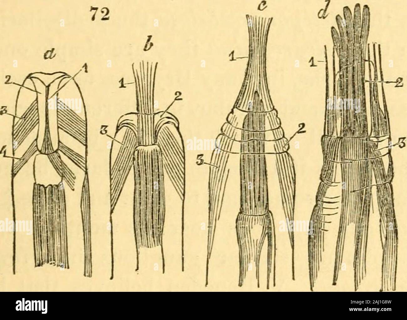 Lectures On The Comparative Anatomy And Physiology Of The Invertebrate Animals Delivered At The Royal College Of Surgeons Ed Viscera And Partlyby The Action Of The Ali Mentary Canal Itself Thebundle Lectures On The Comparative Anatomy And Physiology Of The Invertebrate Animals Delivered At The Royal College Of Surgeons Ed Viscera And Partlyby The Action Of The Ali Mentary Canal Itself Thebundle