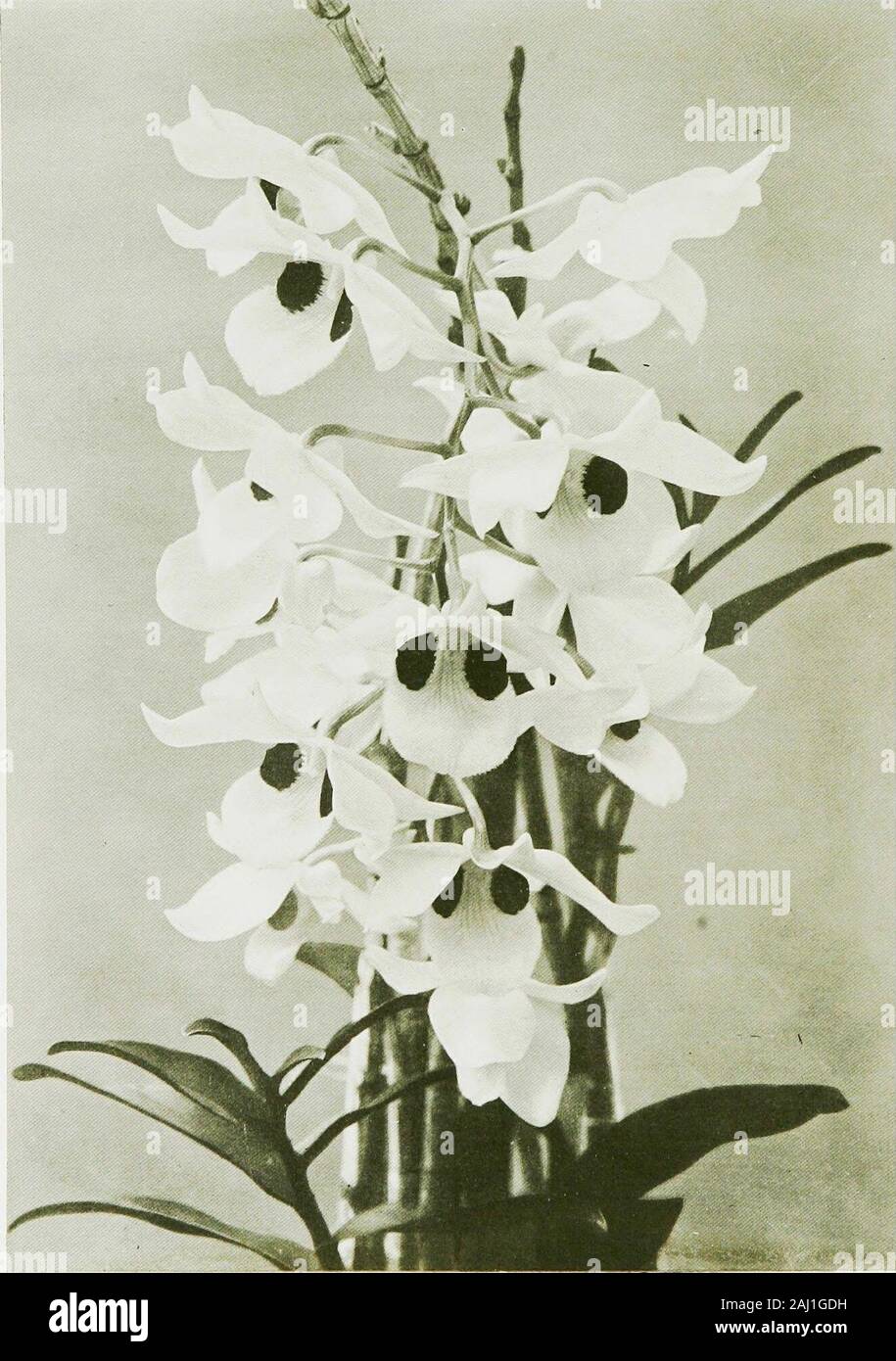 Orchids for everyone . e choice flowers are in demand at that season.The stems are about fifteen inches high, stout and rigid; theflowers are borne in clusters at the apex of the new leafy growth.D. iNFUNDiBULUM and D. Jamesianum are closely allied to B.formosum^ and from a cultivators point of view they may beconsidered as less useful varieties of the latter. D. HiLDEBRANDii is a Burmese species that came suddenlyinto public favour a few years ago. It has twisted sepals andpetals, is pale yellow, and flowers very freely. D. nobile is an extremely popular Orchid because it is cheap,easily grow Stock Photo
