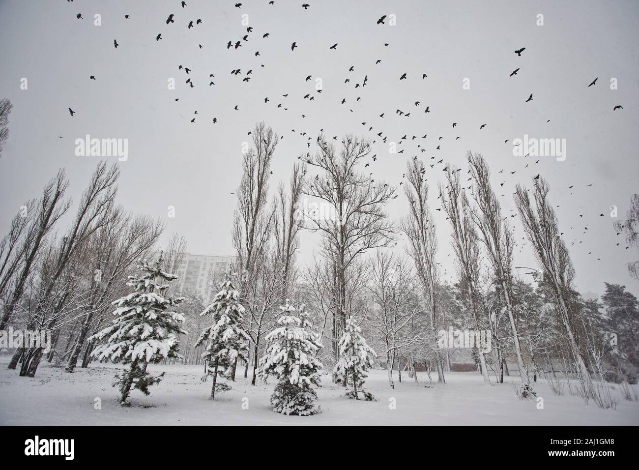A flock of birds flies over the winter park, winter cloudy weather ...