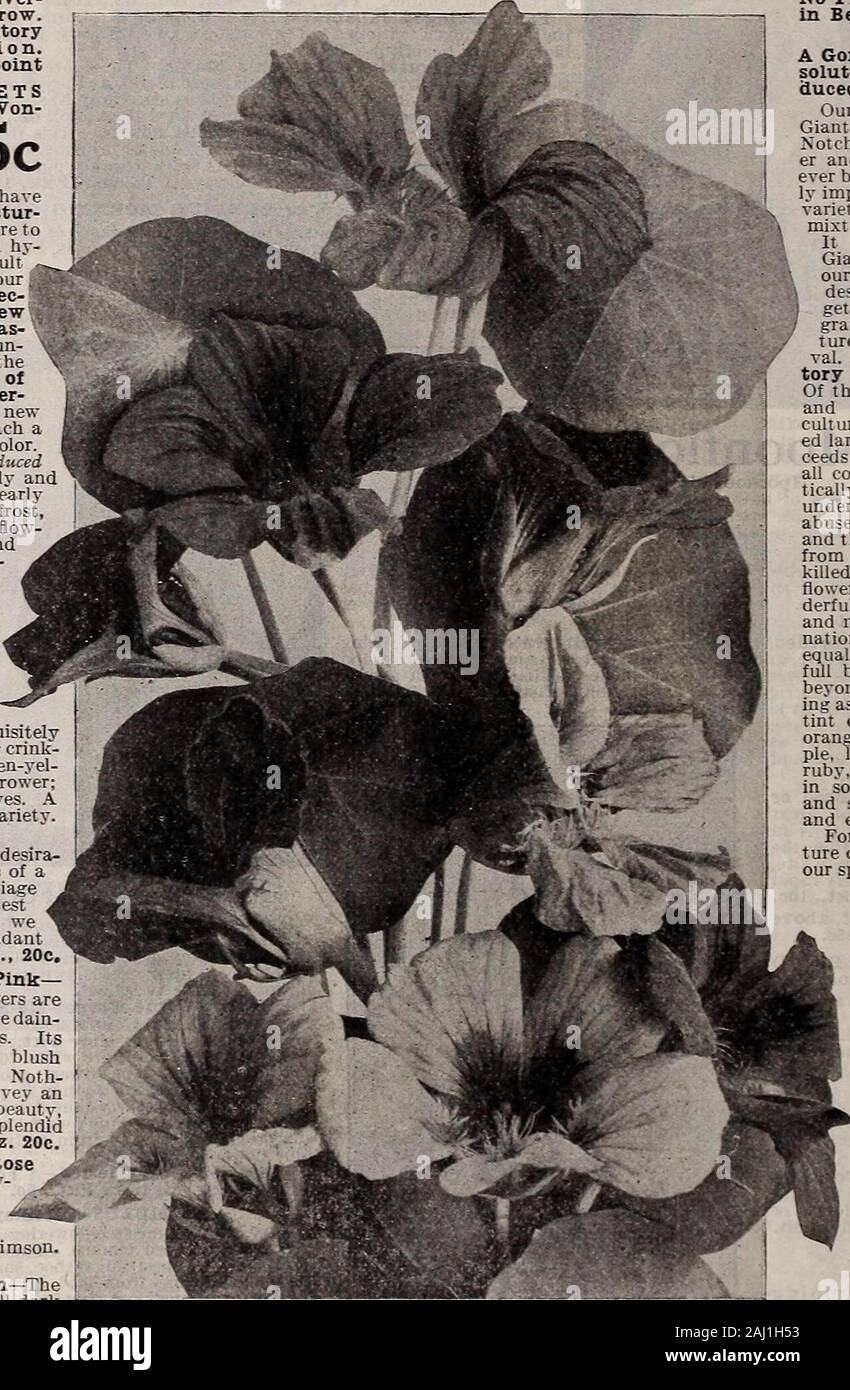 Seed annual . th flowers,frequently 3o inches indiameter;* borheon long,strong stems wellabove the foliage; exquisitelyformed with over-lapping crink-led petals of a rich golden-yel-low. Strong, vigorous grower;large bright green leaves. Agrand and distinct variety.Pkt., 10c; oz.,20c. Giant Rose—A most desira-ble variety with flowers of asoft rosy pink color; foliagelight green. The brightestrose-color Nasturtium wehave ever seen. Abundantbloomer. Pkt., 10c.; oz., 20c, Giant Cream and Pink— The extremely large flowers areof full expanded form; the dain-tiest of all Nasturtiums. Itssuperb colo Stock Photo