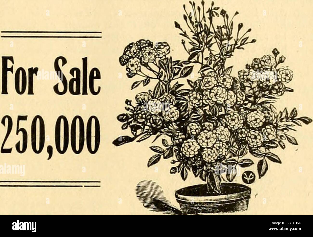 The American florist : a weekly journal for the trade . ist zc/ien writing. 101 ROSES ^ 101 Now shipping from 2^rm. and 4 in. pots.OCilU us 10 want LIO I &lt;^ FFFll F fLORALCOMPANY^^ tiease menixon the A merican Florist when writing. FANCY PEONIES. too Varieties. Catalog Free. C. & M. WILD, SARCOXIE.°Mb. Mease mention the American Florist when writing. R0SEMine.N01t6ERTLEVAYASSElllt OR BABY RAMBLER.. PRICES: For plants grafted onbriar s roots. 8 to 14inches high and 3 to 6shoots. Per 100 $ 5.00 Per 1000 46.00 Per lOOOO.... 340 00 THE F-IRIVI OF* LEVAVASSEUR & SONS, Ussy (Calvados) and Orlean Stock Photo