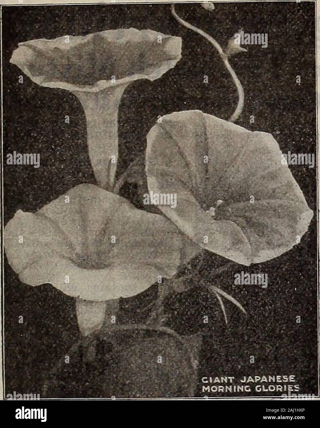 Seed annual . Red Goliath. Catalogue of The Livingston Seed