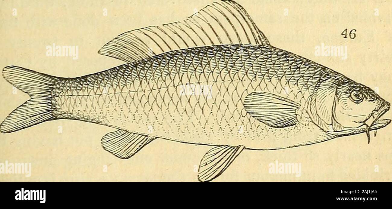 The natural history of fishes, amphibians, & reptiles, or monocardian animals . rrangement being so differentfrom those of our predecessors. The families will bereviewed in the same order as we have already noticedthem, viz.— 1. the Salmonidcs ; 2. the Pleuronectidce ;3. the Gadidce; 4. the Siluridce; and, 5. the Cobitidcs. (213.) The Salmonid^, or salmons, appear to resolvethemselves into five principal groups or sub-families,all of which are represented by the Linnaean generaCyprinus, Salmo, Clupea, Esox, and Mormyrus. Thefew characters common to them all have been alreadyintimated : where s Stock Photo