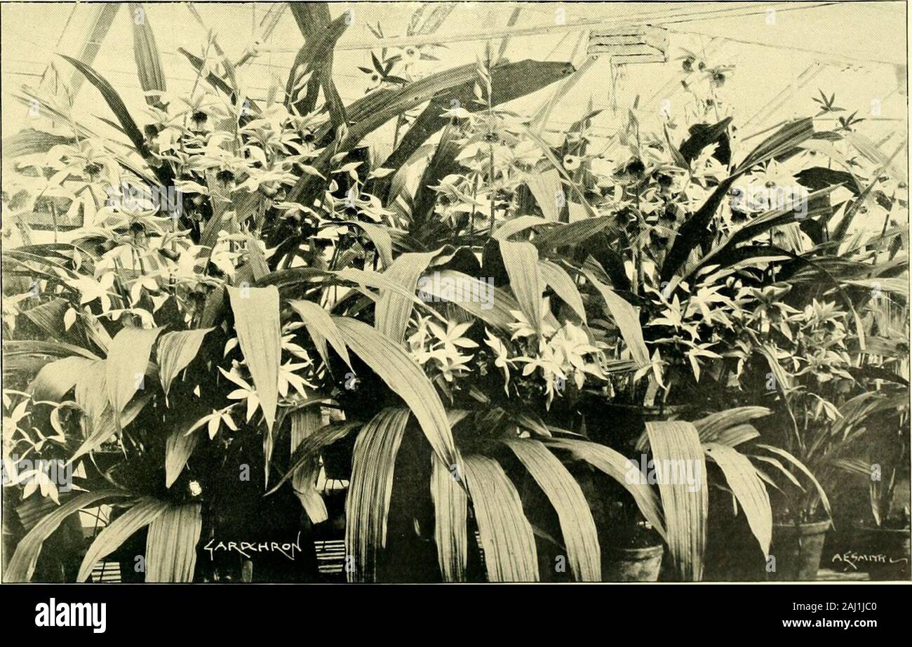 The Gardeners' chronicle : a weekly illustrated journal of horticulture and allied subjects . Hybrid Calanthes in the Garden of Norman Cookson, Esq., Oakwood, Wylam-on-Tyne.. Group of Phaius, Garwood Gardens, Wylam-on-Tyne : photographed by mr. chapman. Bradbury, i. -trw * Co., L*/., Printers, London and Ttnbridg*. Stock Photo