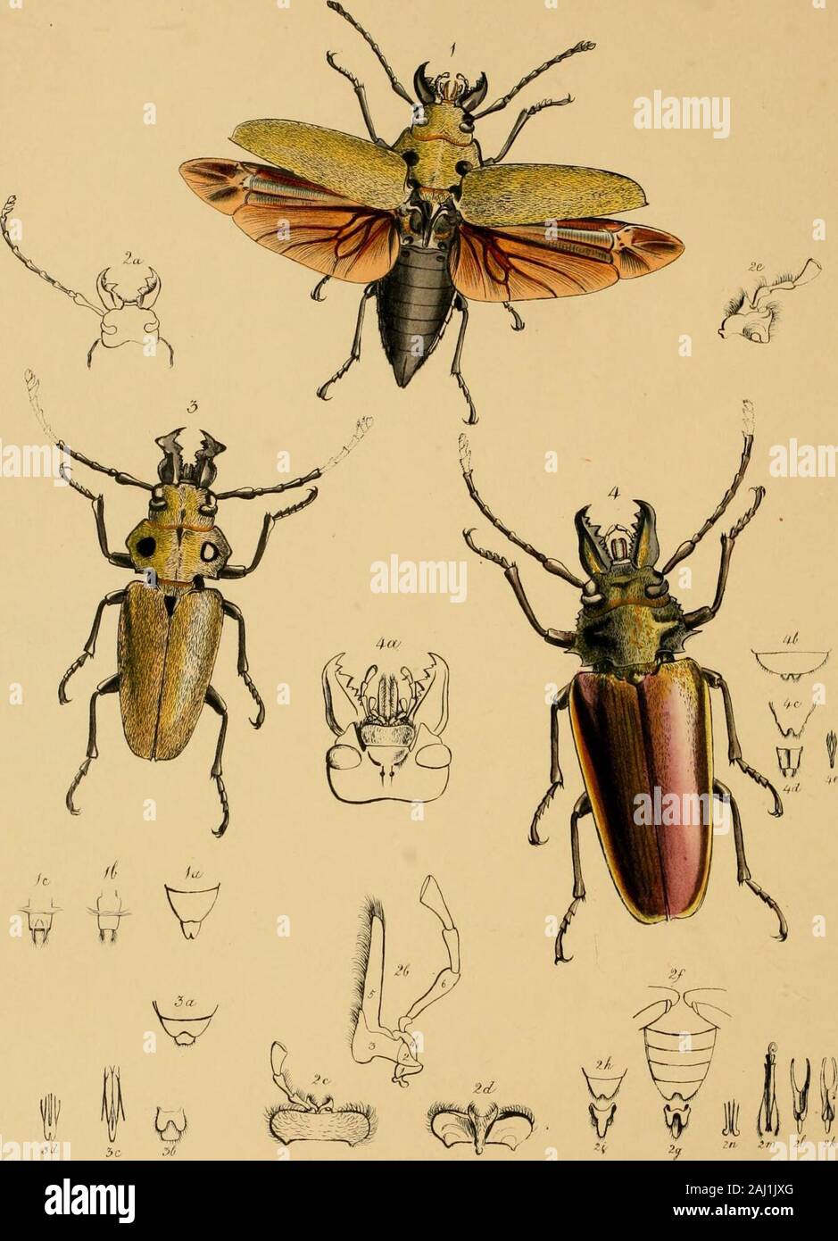 The cabinet of oriental entomology : being a selection of some of the rarer and more beautiful species of insects, natives of India and the adjacent islands, the greater portion of which are now for the first time discribed and figured . ssess the characters of a distinct genus, in tlieclassification of the exotic Nocturnal Heterocerous Lepidoptera; its elongated body and wings giveit an analogy with some of the Sphingidse, as well as to some of the prominent moths, especially toLeiocampa Dictcea; the structure of the antennse of the male is verj similar to that of the genusSmerinthus as well Stock Photo