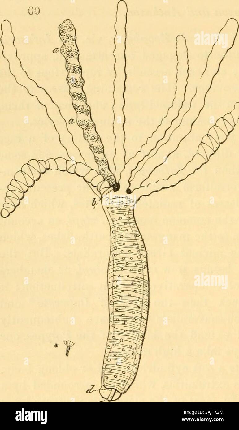 Gelatinous membrane hires stock photography and images Alamy